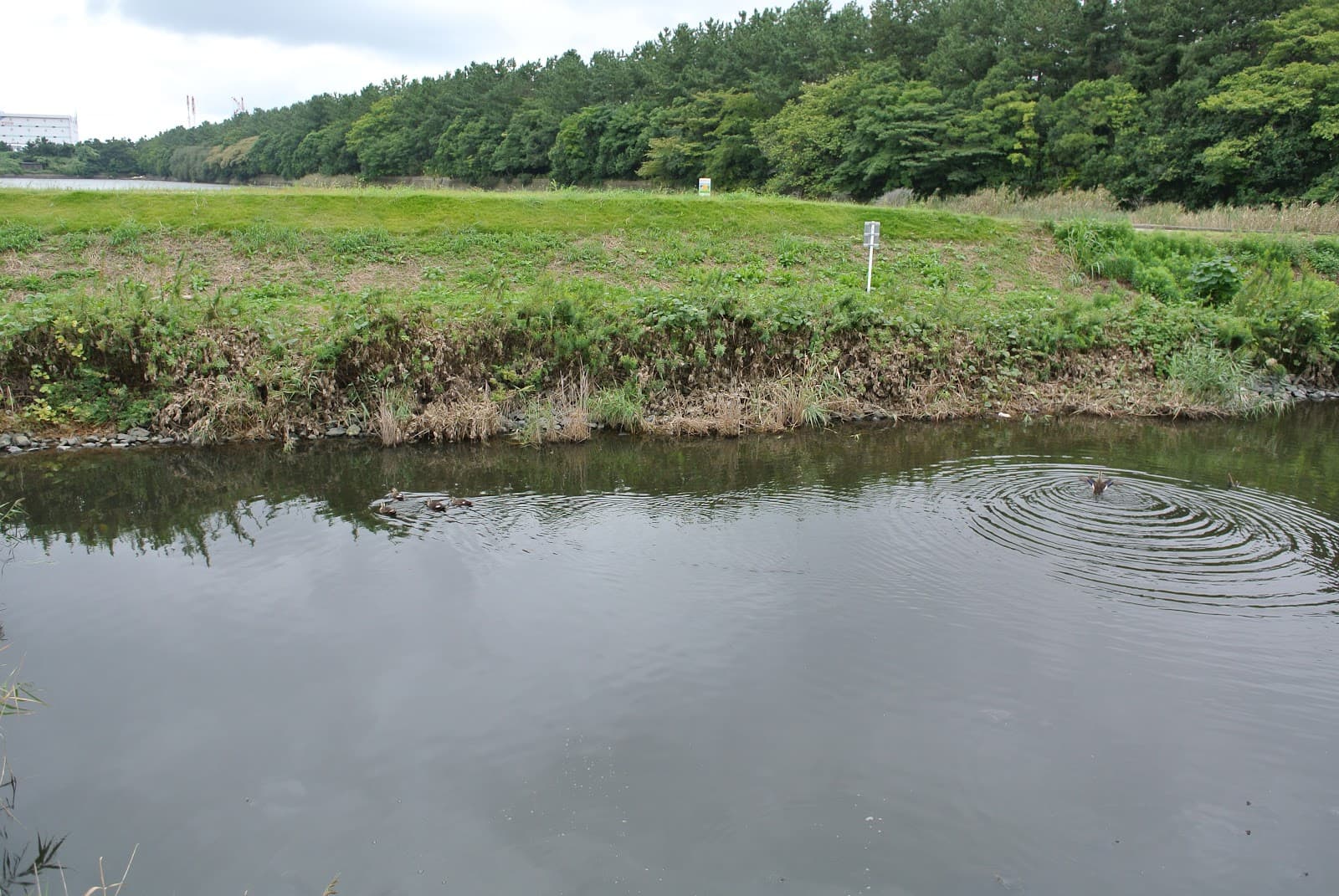 Gyotoku Wildlife Sanctuary & Nature Center - Image 1