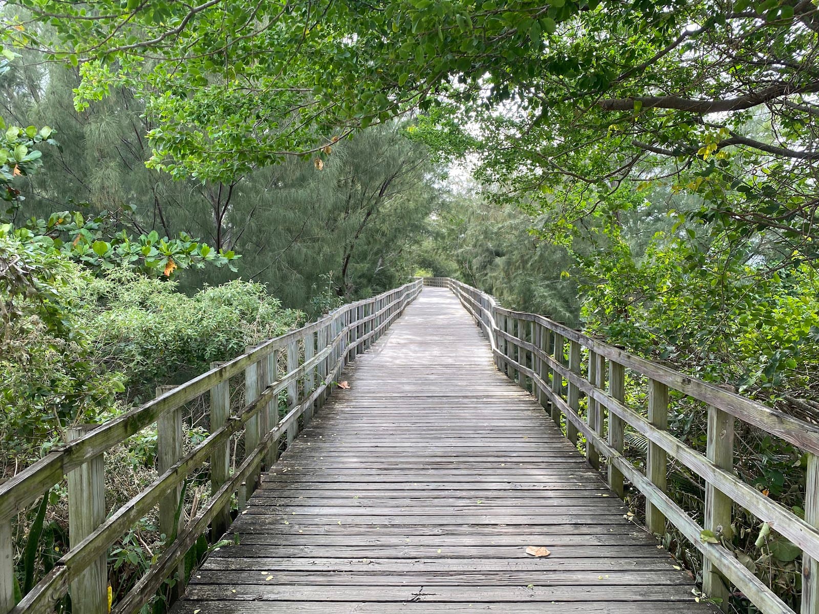 Paseo Lineal de Isabela - Image 1