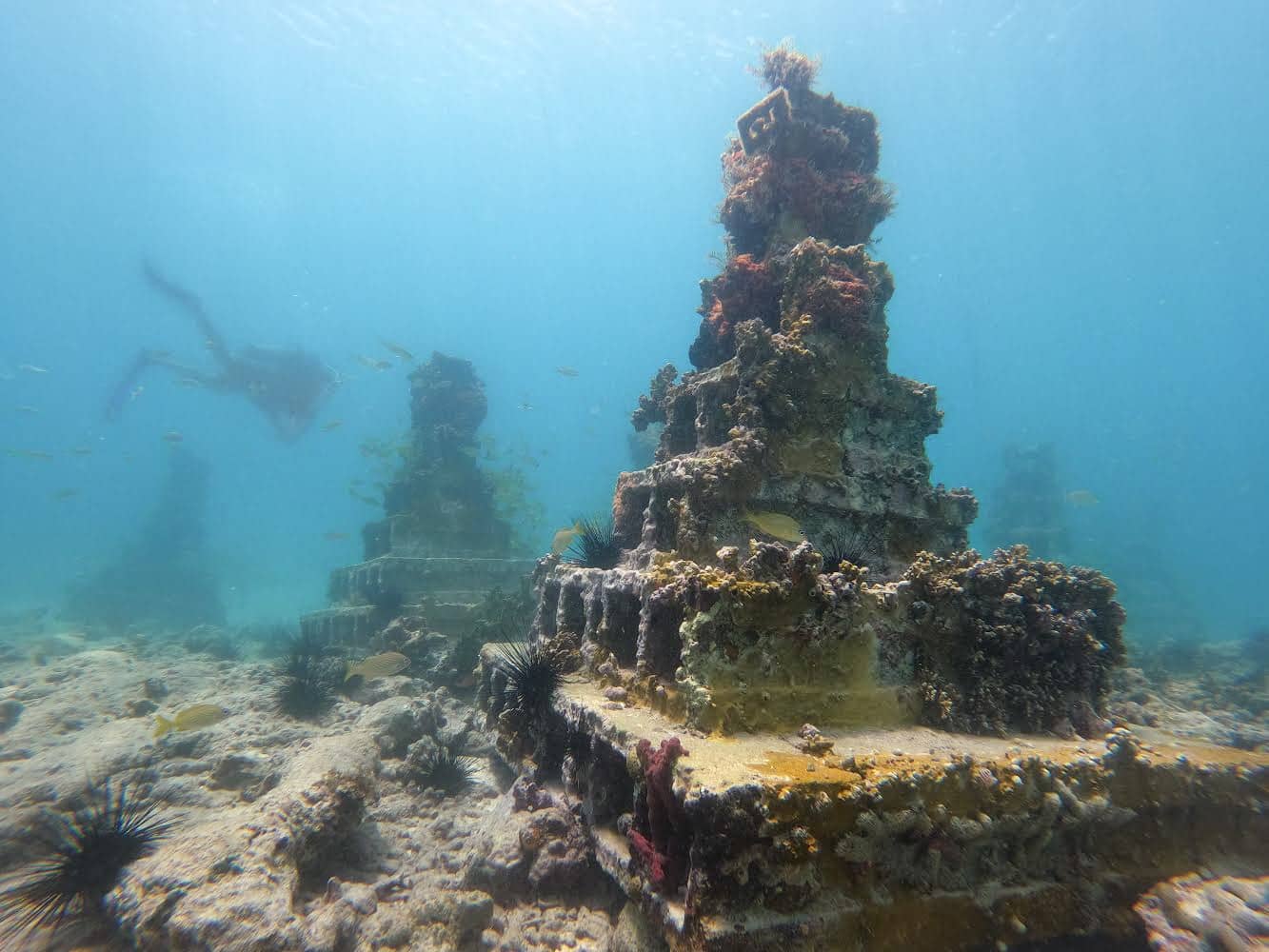 Coral Growth