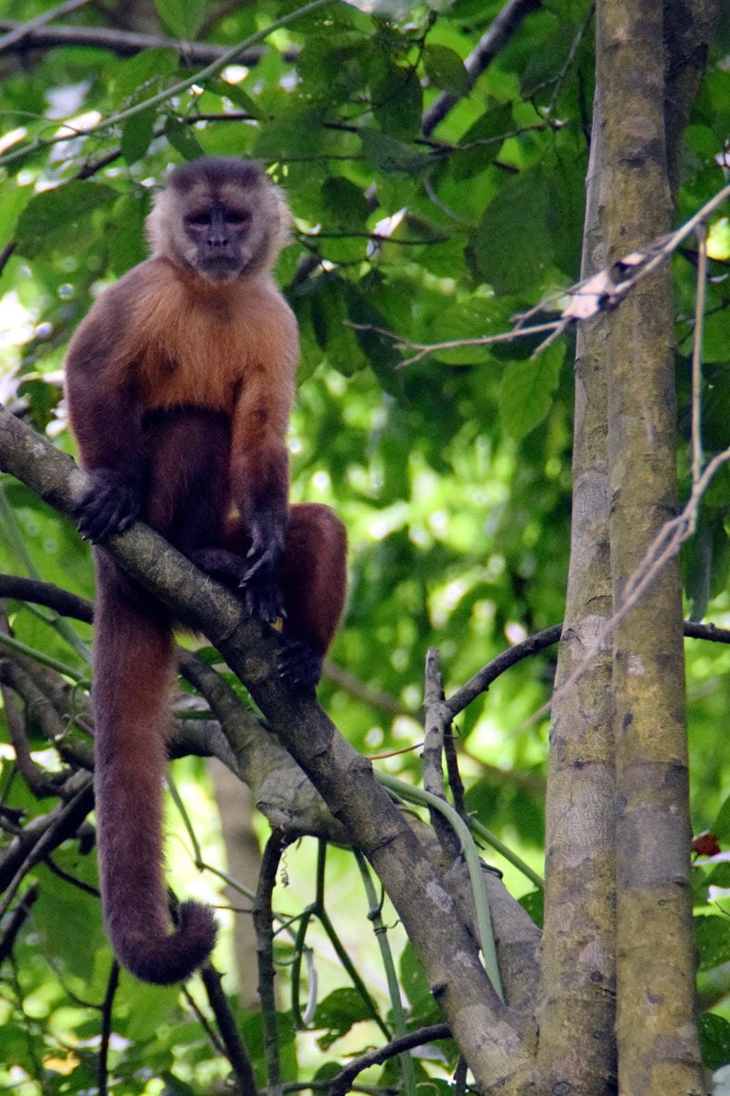 Monkey Island (Isla de los Monos) - Image 1
