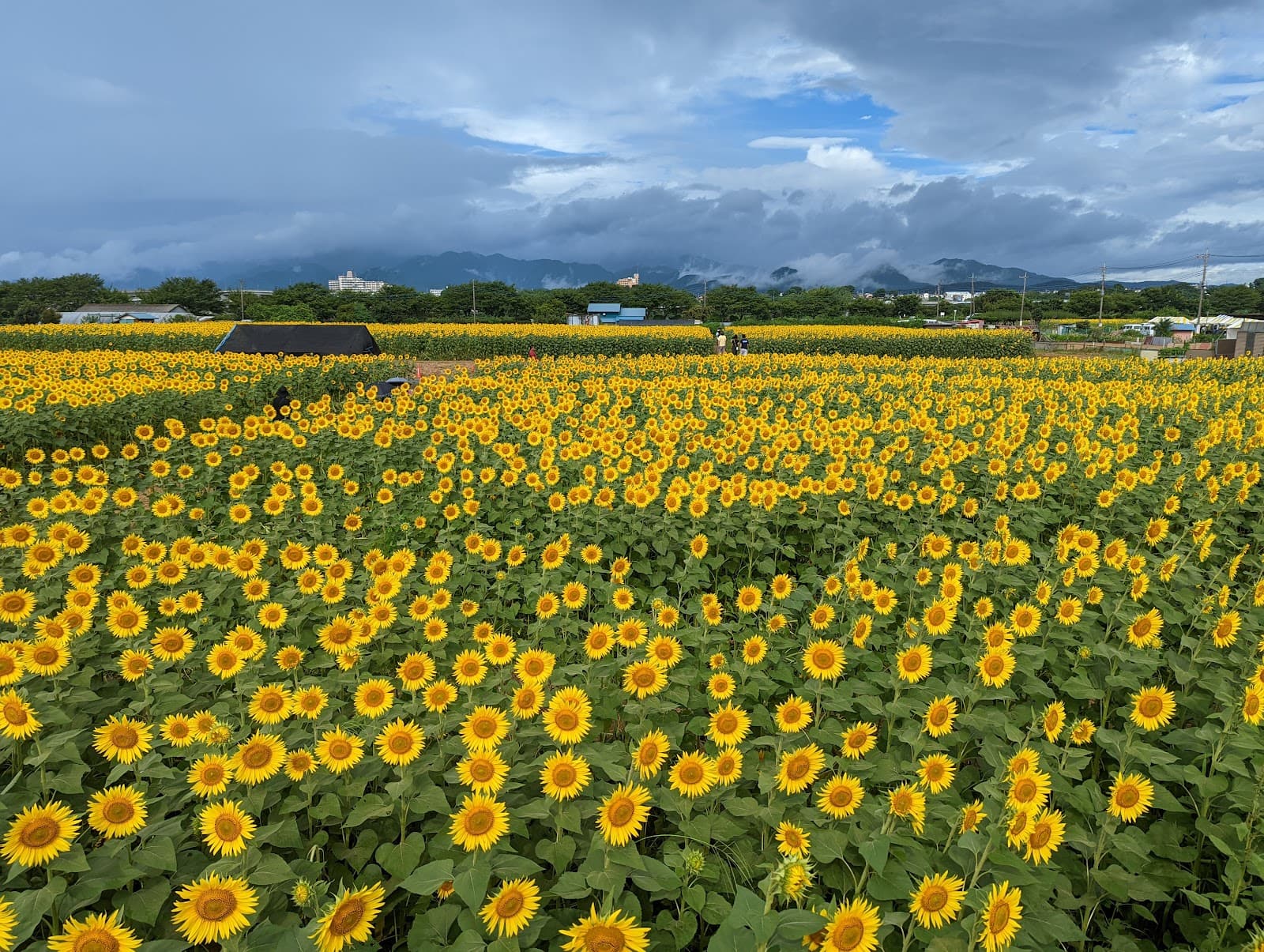 Zama Sunflower Fields - Image 1