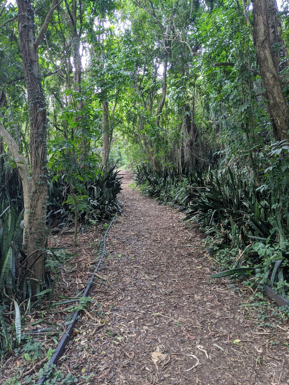 Makiki Arboretum Trail - Image 1