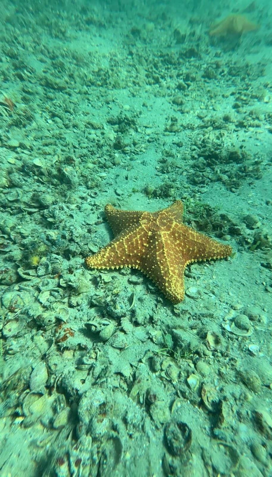 Artificial Reef Structures