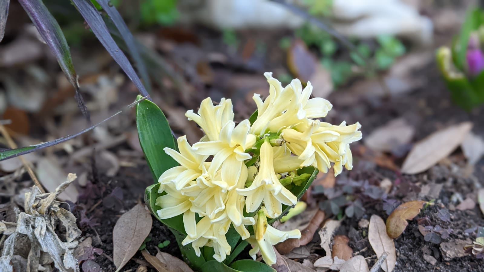 Boylan Heights Historic District Raleigh NC - Image 1