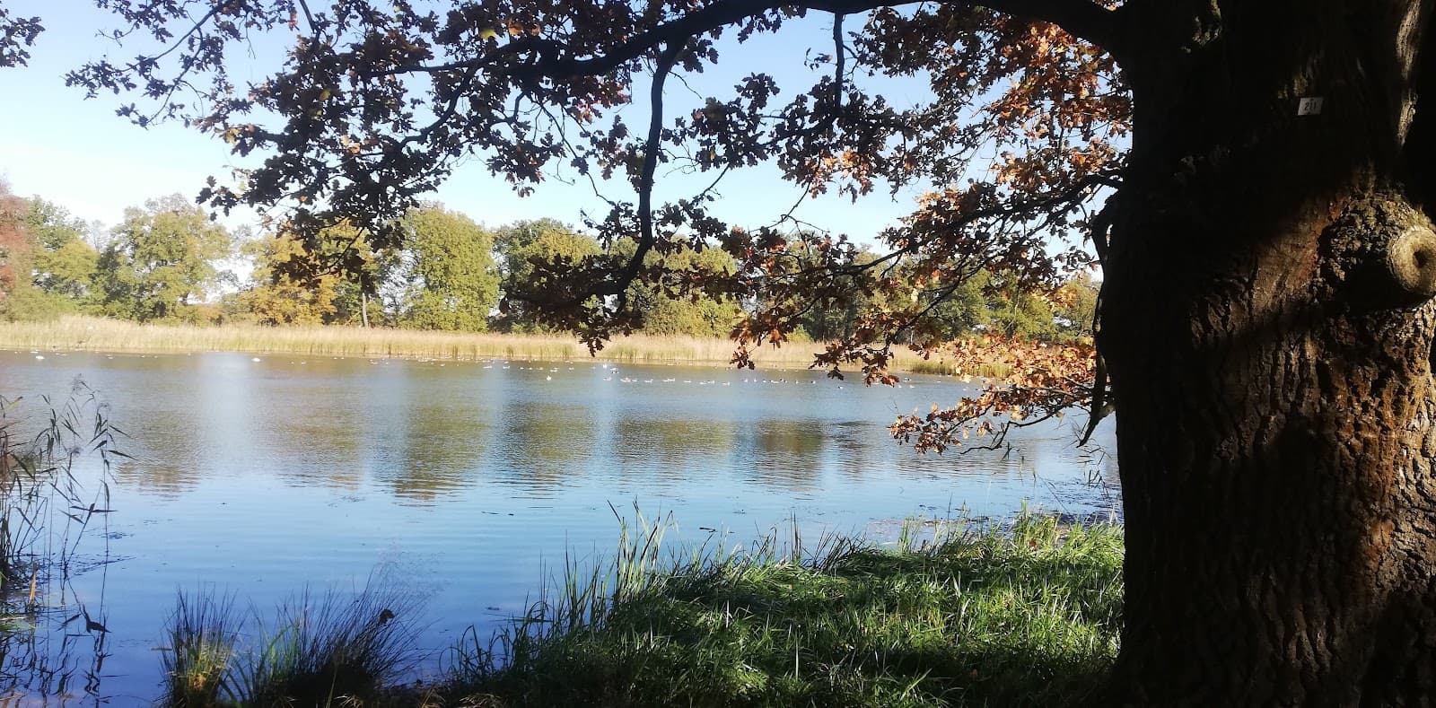 Kühnauer Park and Lake - Image 1