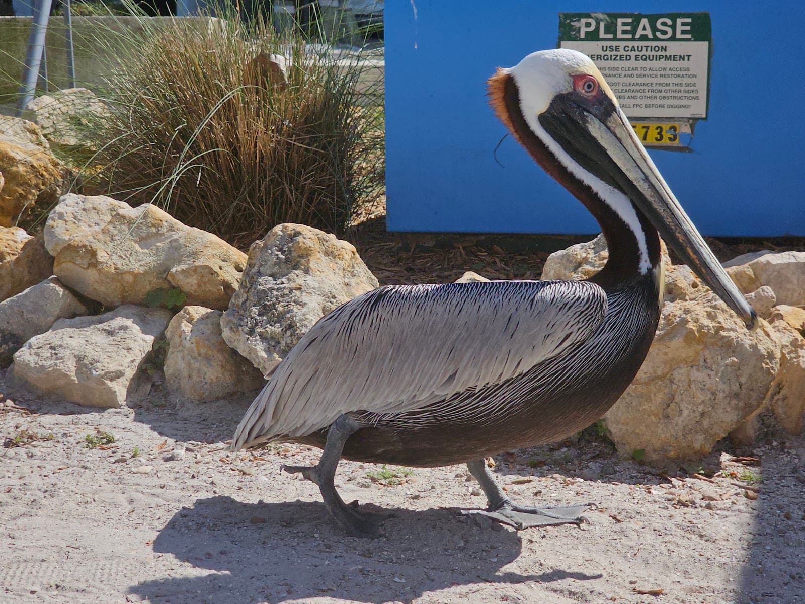 Seaside Seabird Sanctuary - Image 1