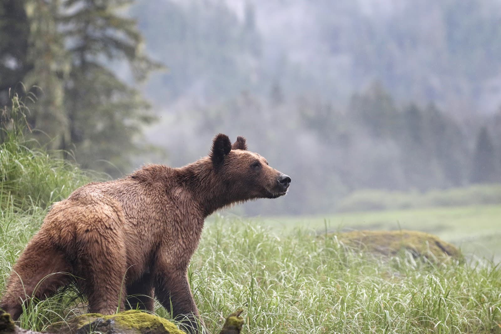 Khutzeymateen Grizzly Sanctuary - Image 1