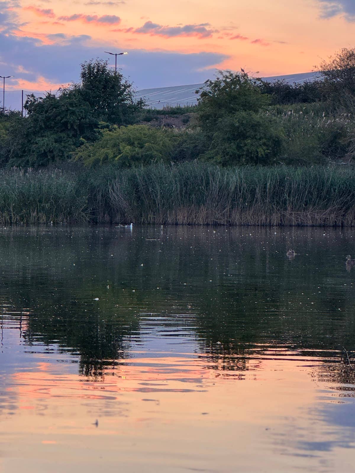 Peaceful Pond