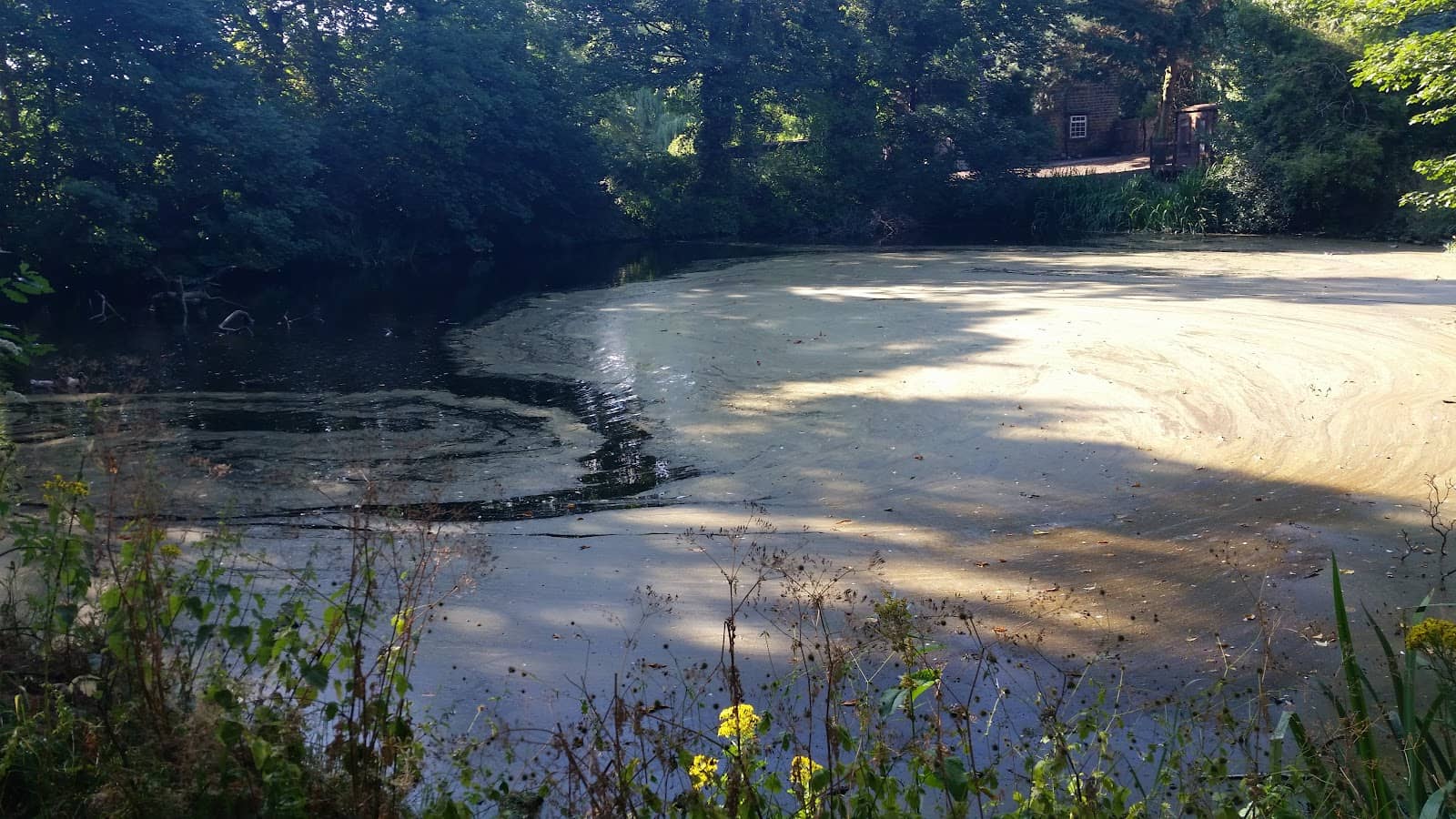 Woodland Walking Trails