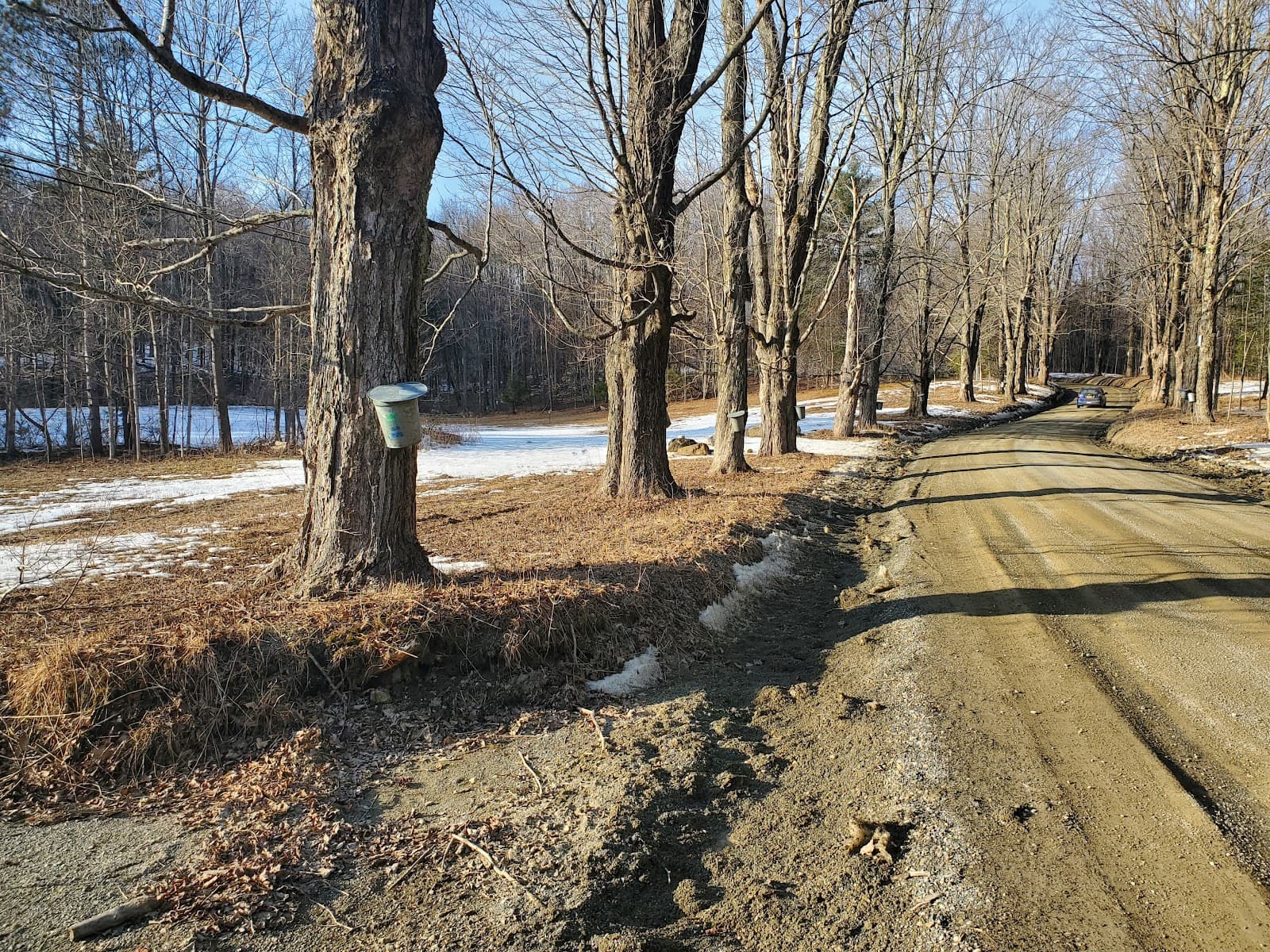 Hopkins Memorial Forest - Image 1