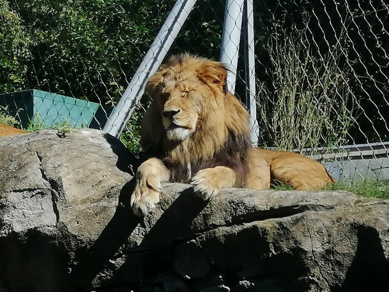 Schönbrunn Zoo - Image 1