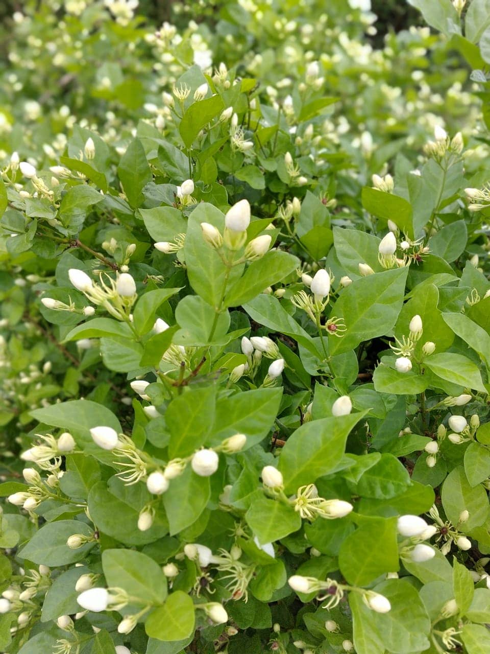 Vibrant Produce Markets