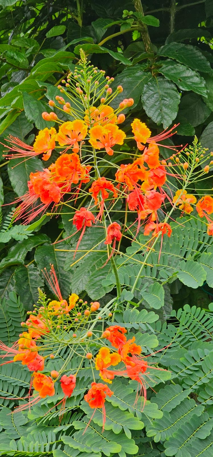 Dominica Botanic Gardens Roseau - Image 1