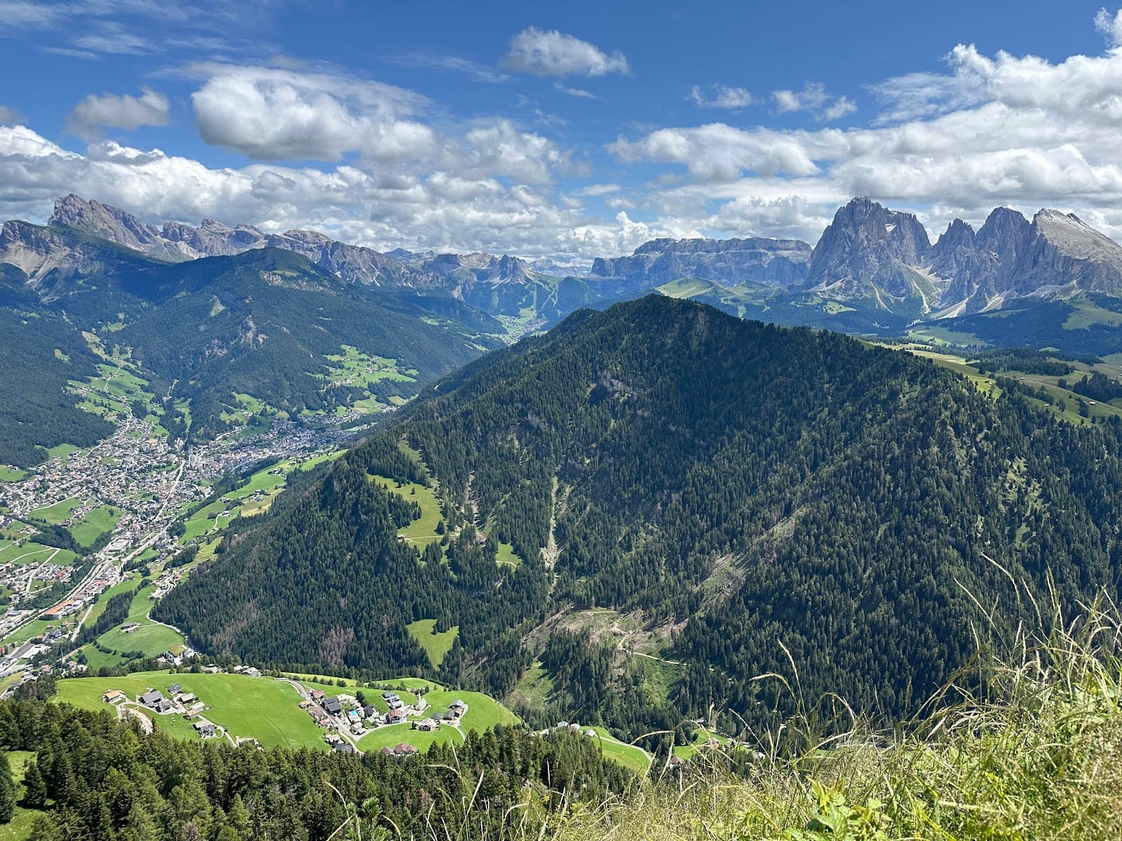 Bullaccia (Puflatsch) Witches' Benches - Image 1