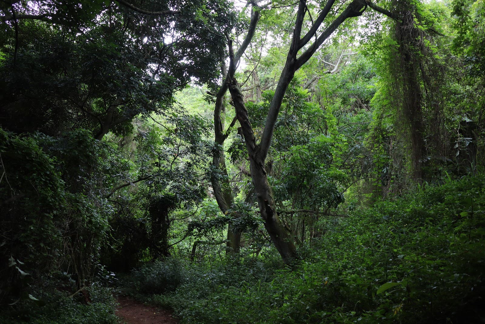 Virginia Bush Nature Reserve - Image 1