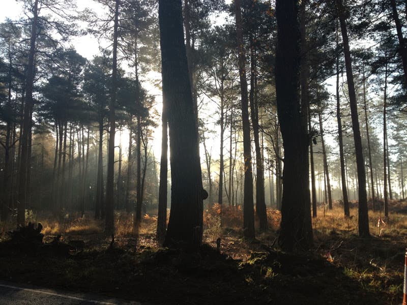 Wareham Forest Dorset - Image 1