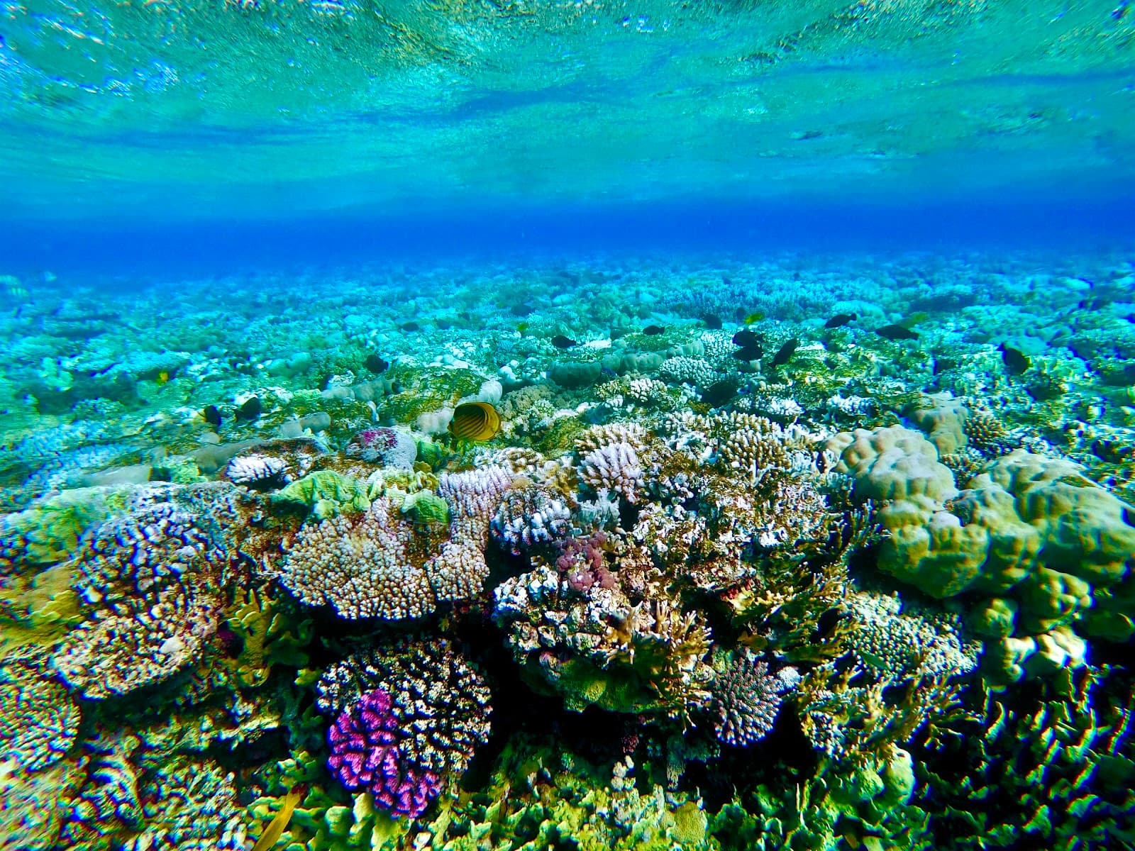 Thomas Reef - Image 1
