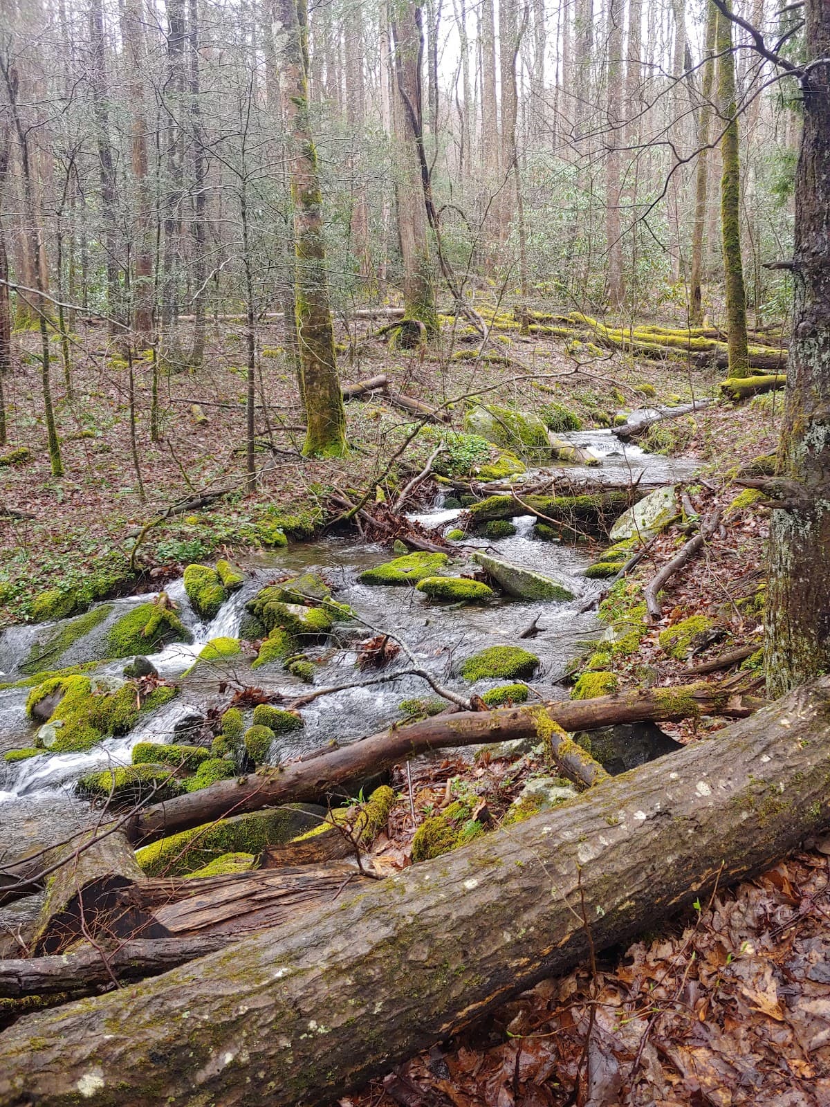 Maddron Bald Trail Albright Grove - Image 1