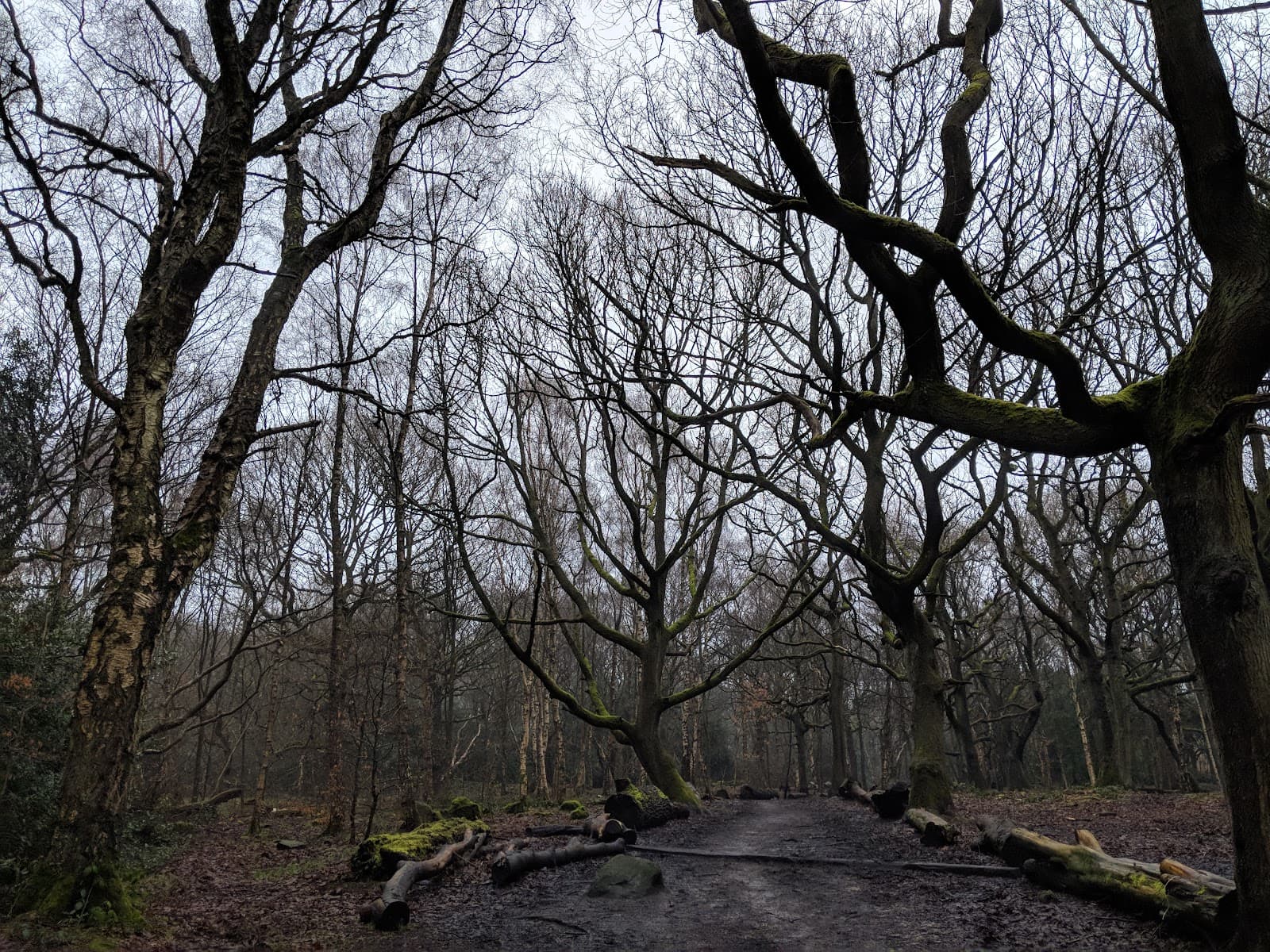 Buck Wood and Thackley Woods - Image 1