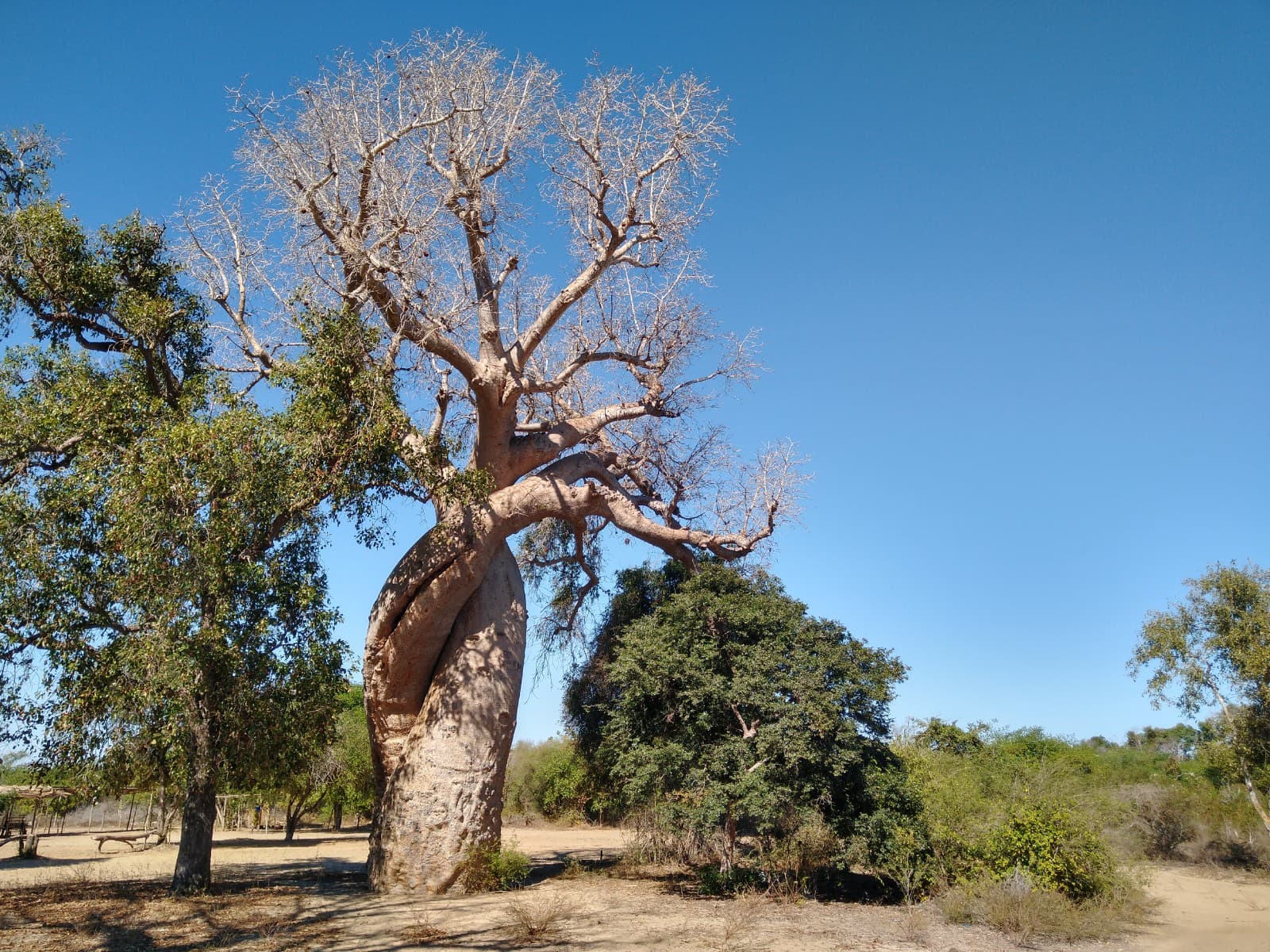 Baobab Amoureux Morondava - Image 1