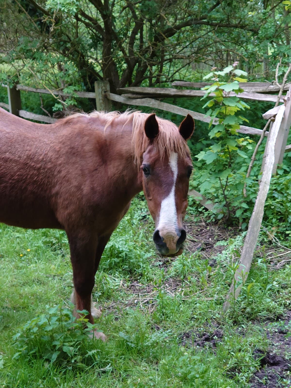 Petersham London - Image 1