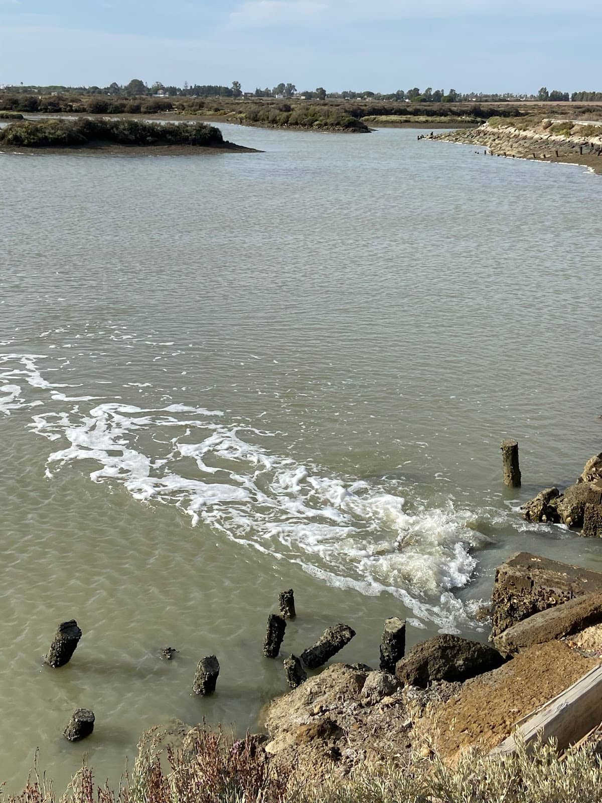 Unique Salt Marsh Flora