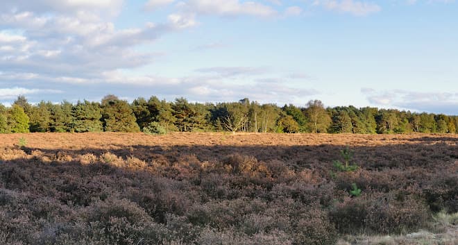 Laapersheide - Image 1