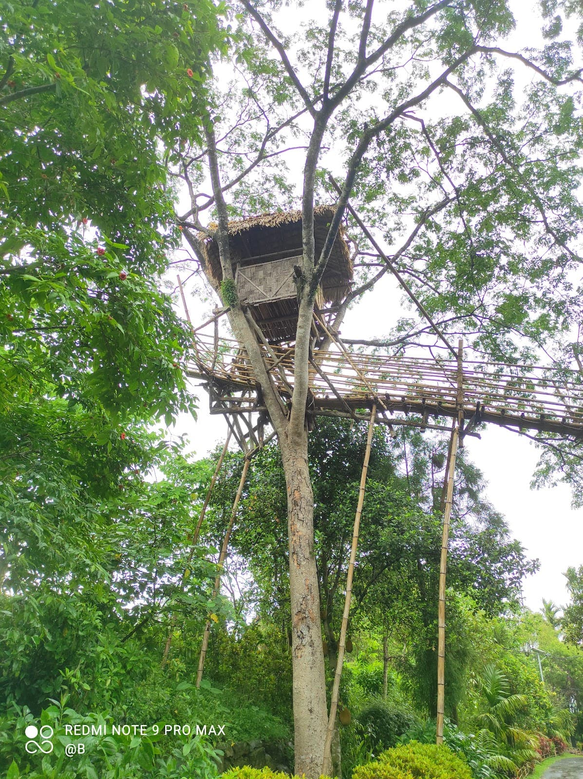 Tree House Mawlynnong - Image 1