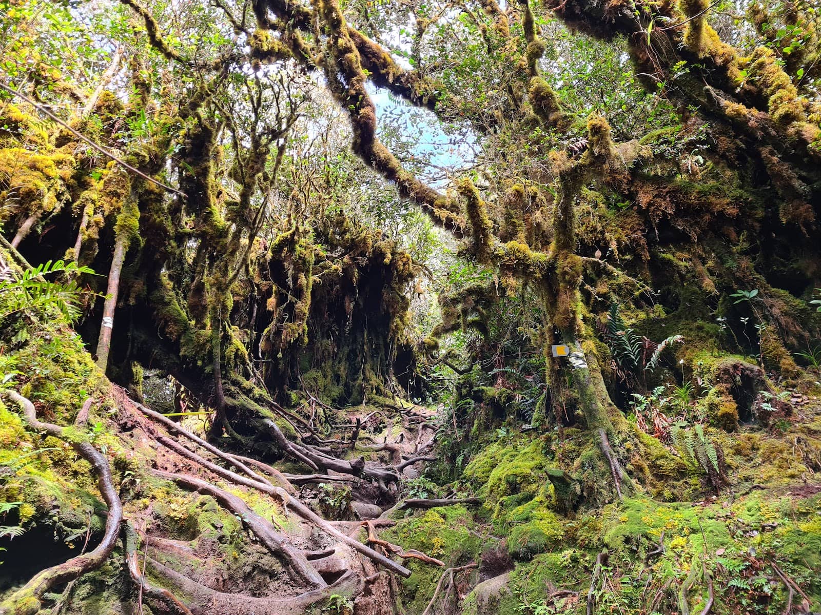 Rooty and Rooty Terrain