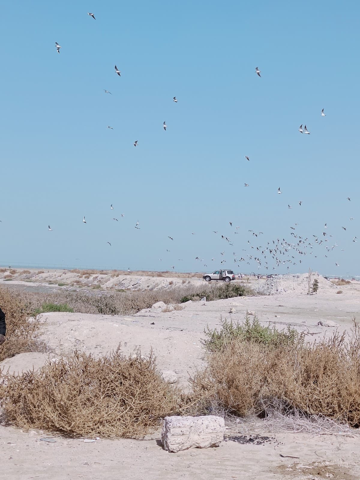 Sulaibikhat Bay Mangroves - Image 1
