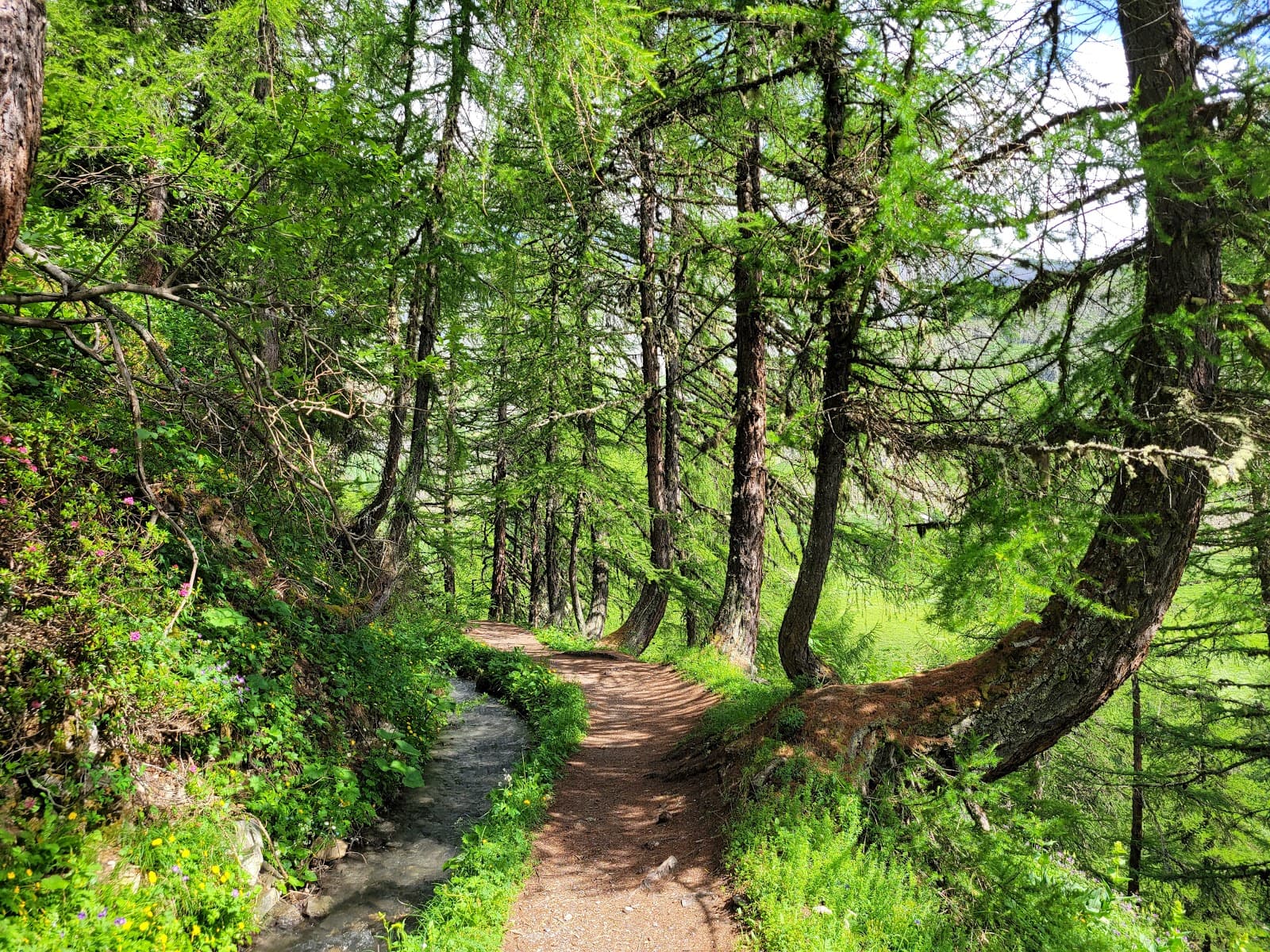 Bisse du Tsittoret - Image 1