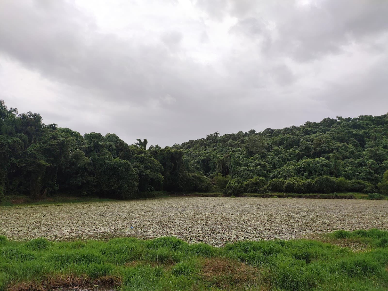 Pilerne Wetlands - Image 1