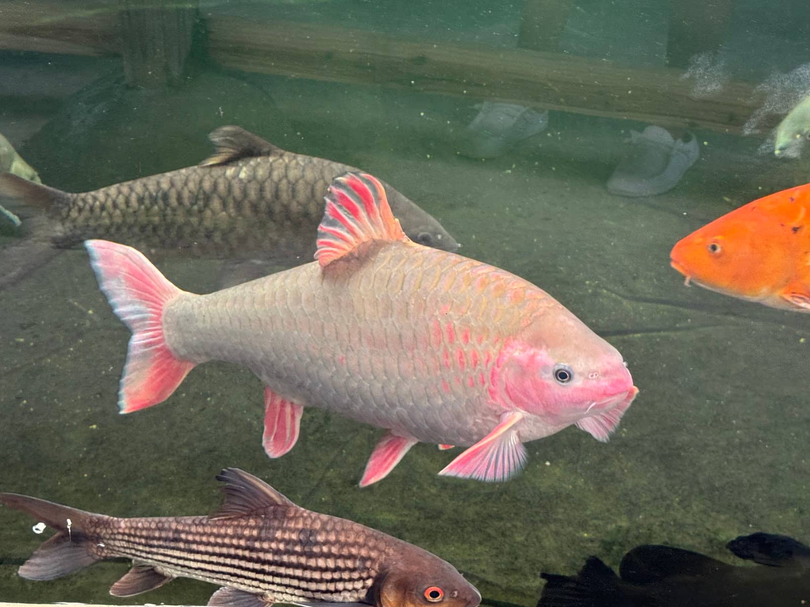 Touching and Petting Tanks