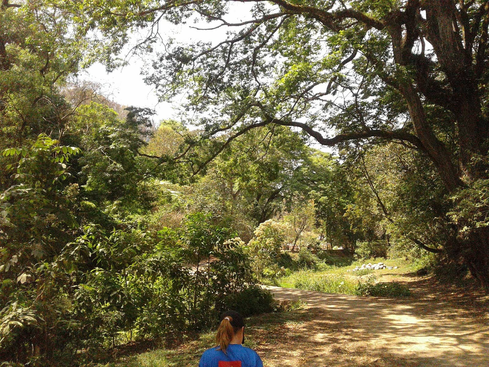 Canopy Adventure