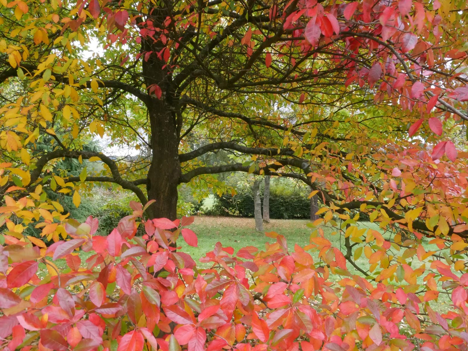 Emmetts Garden (National Trust) - Image 1