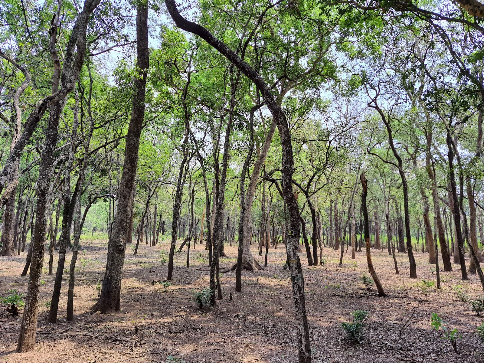 Marayoor Sandalwood Forest - Image 1
