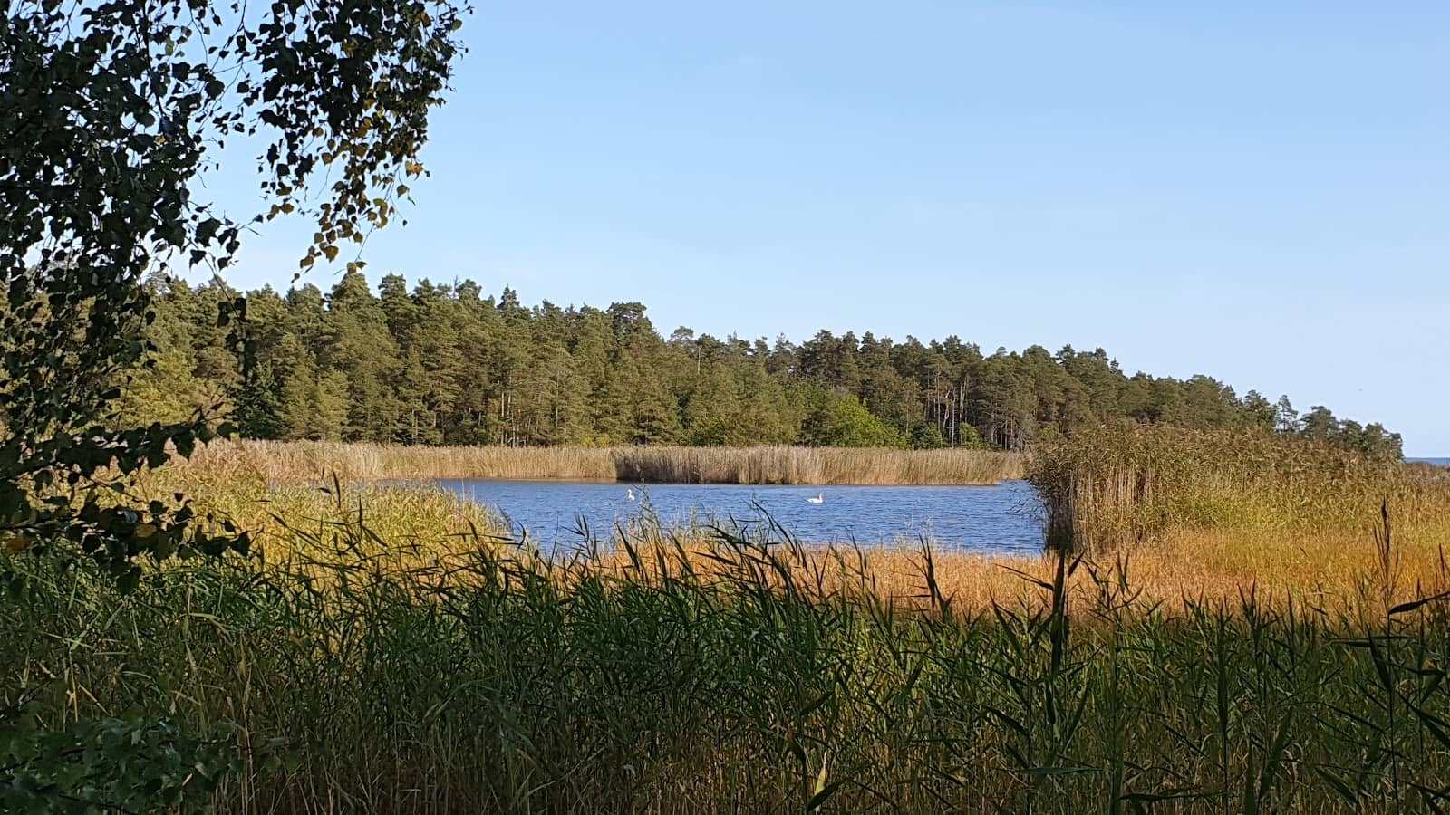 Cultural Oak Meadows