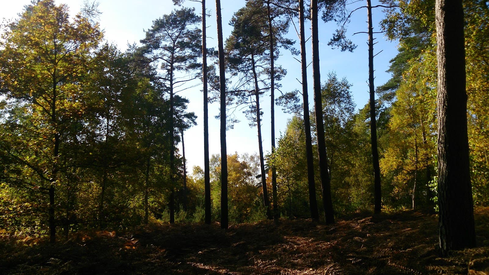 Forêt d'Évreux - Image 1