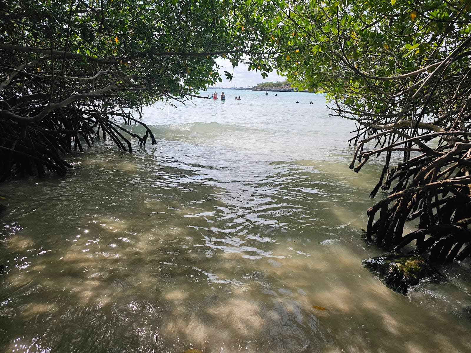 Mangel Halto Aruba - Image 1