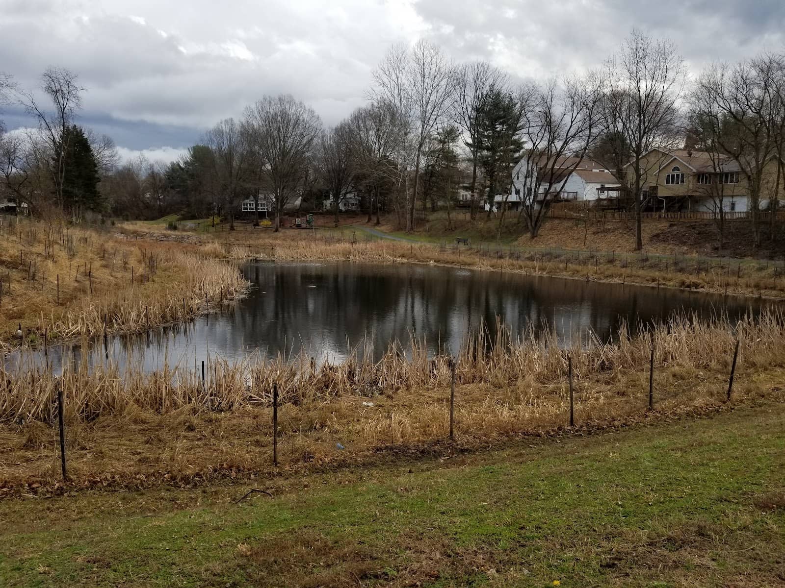 Serene Pond Life