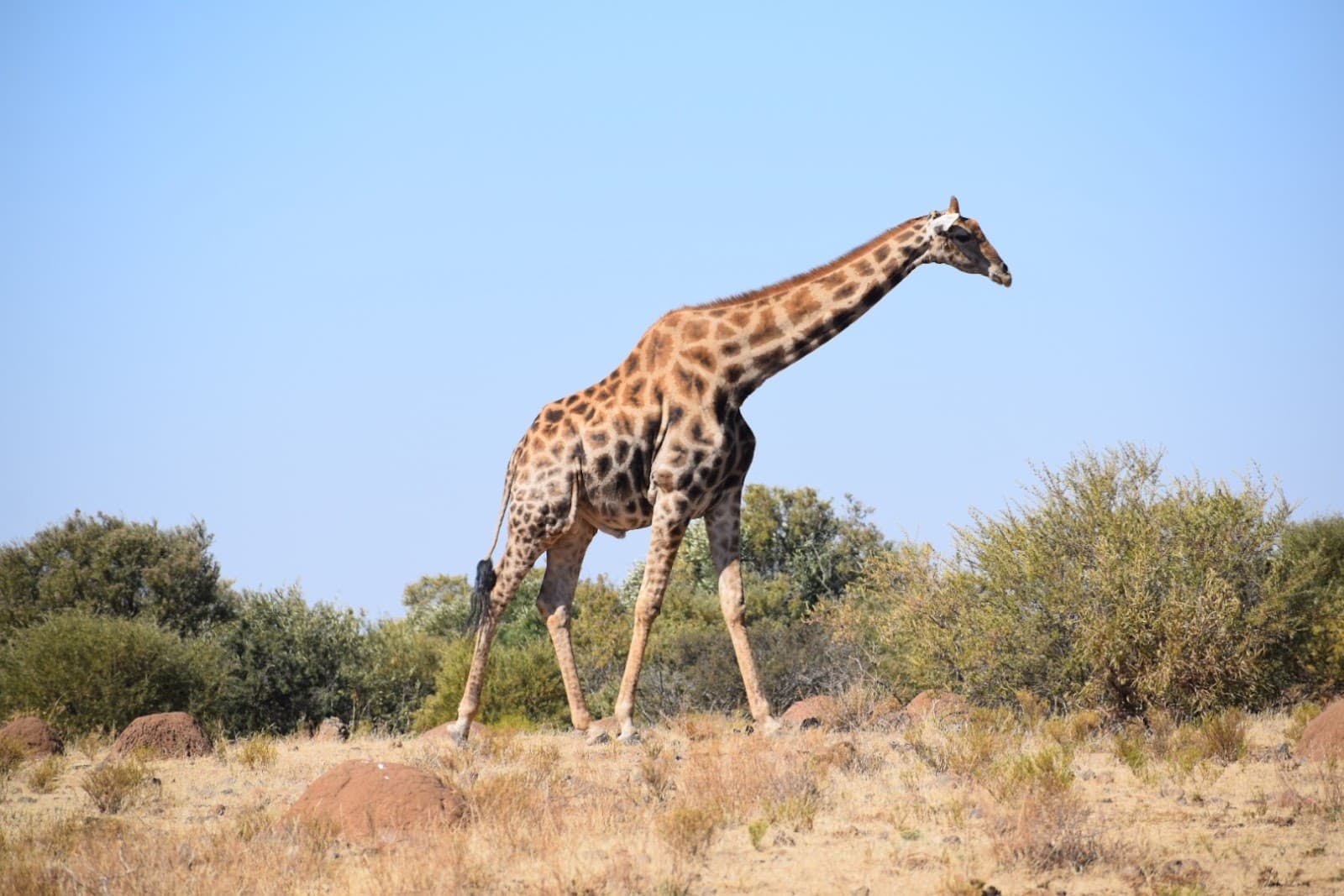 Naval Hill & Franklin Game Reserve - Image 1