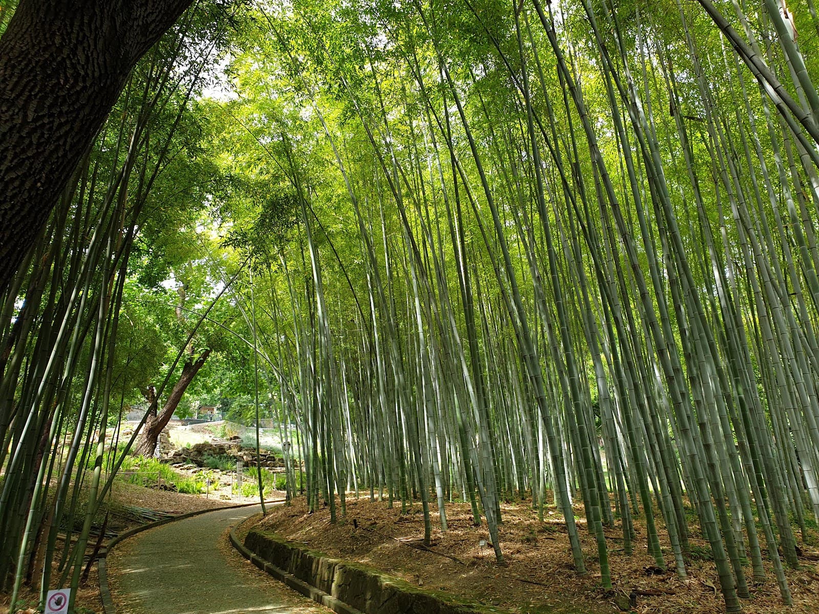 Botanical Gardens of Rome - Image 1