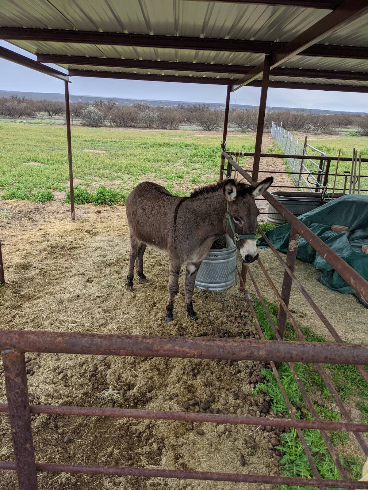 Friendly Donkeys