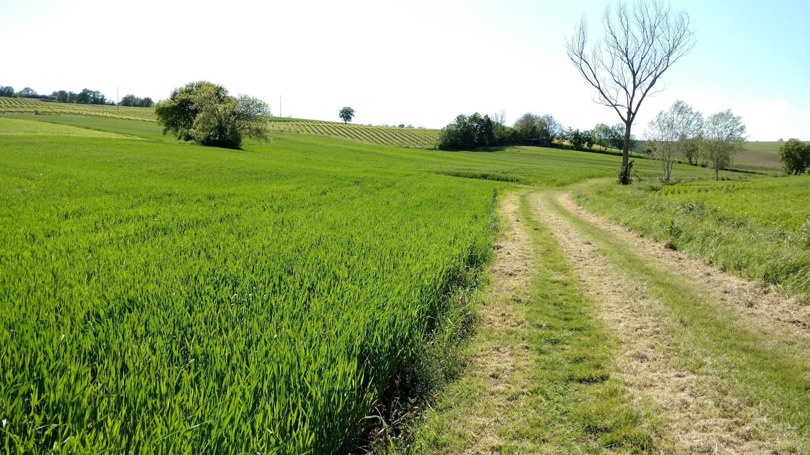 Misano Monte - Image 1