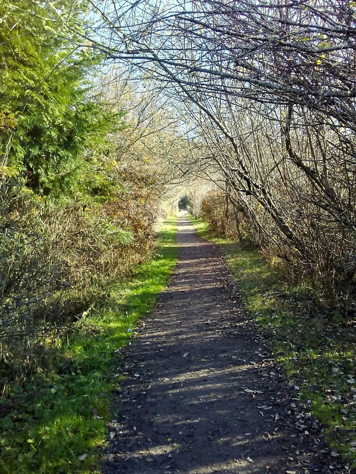 Dog-Friendly Strolls