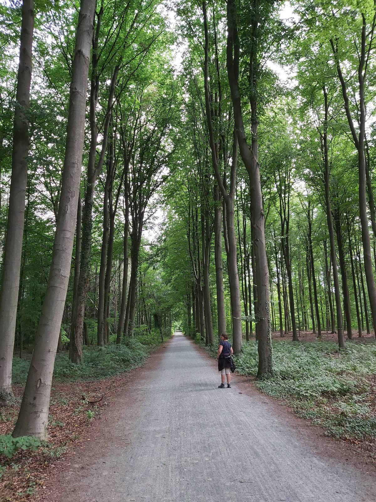 Lush Summer Trails