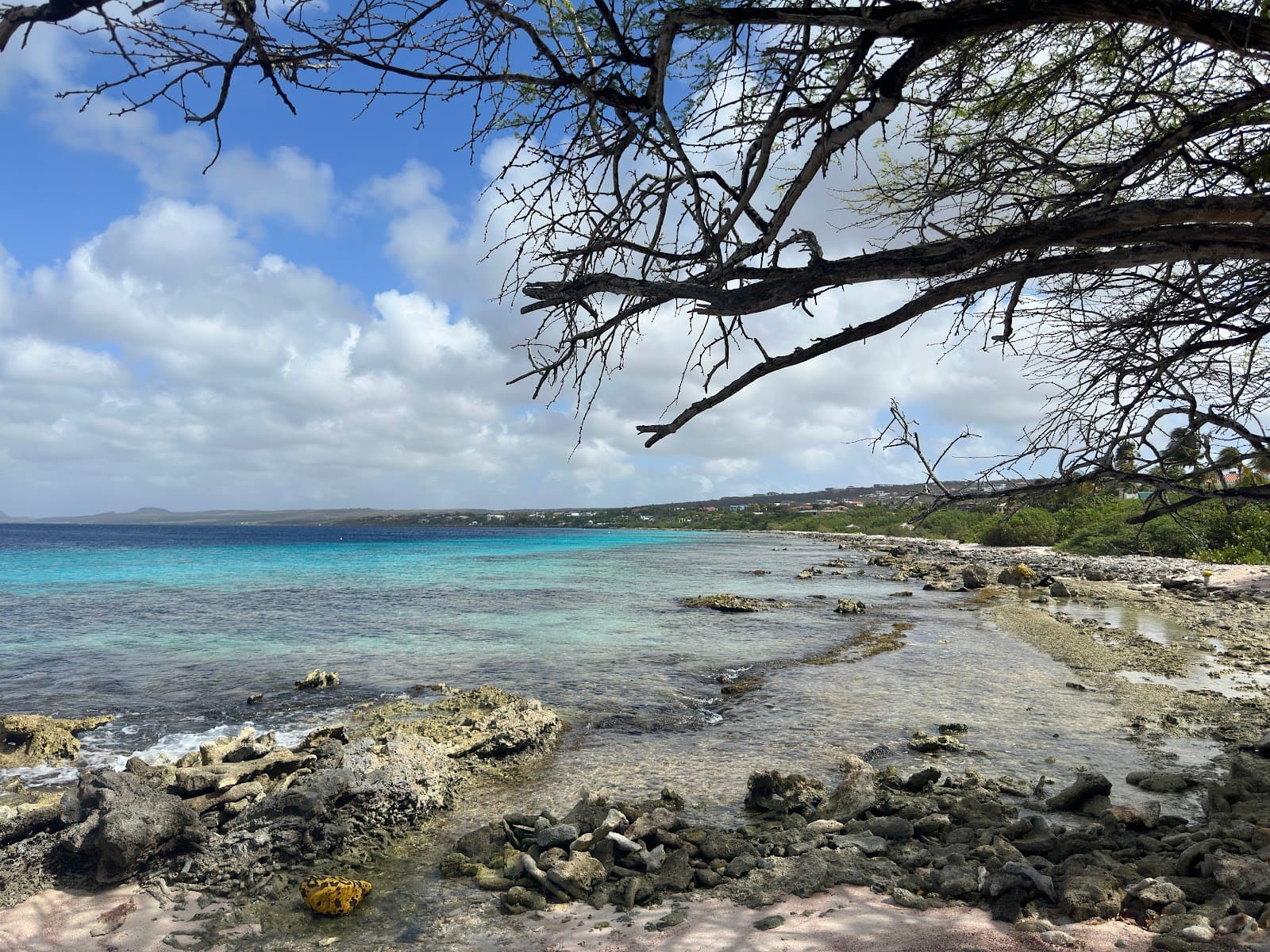 Andrea Reef - Image 1