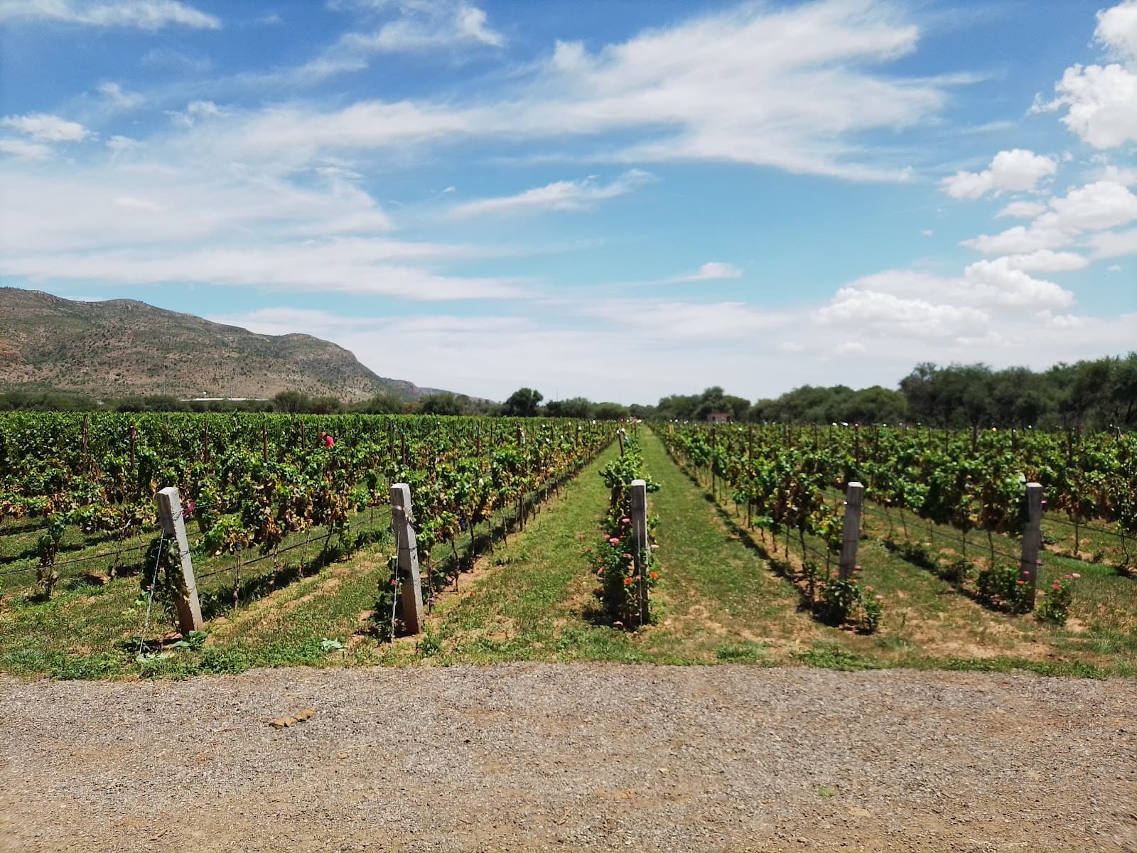 Ruta del Vino Aguascalientes - Image 1