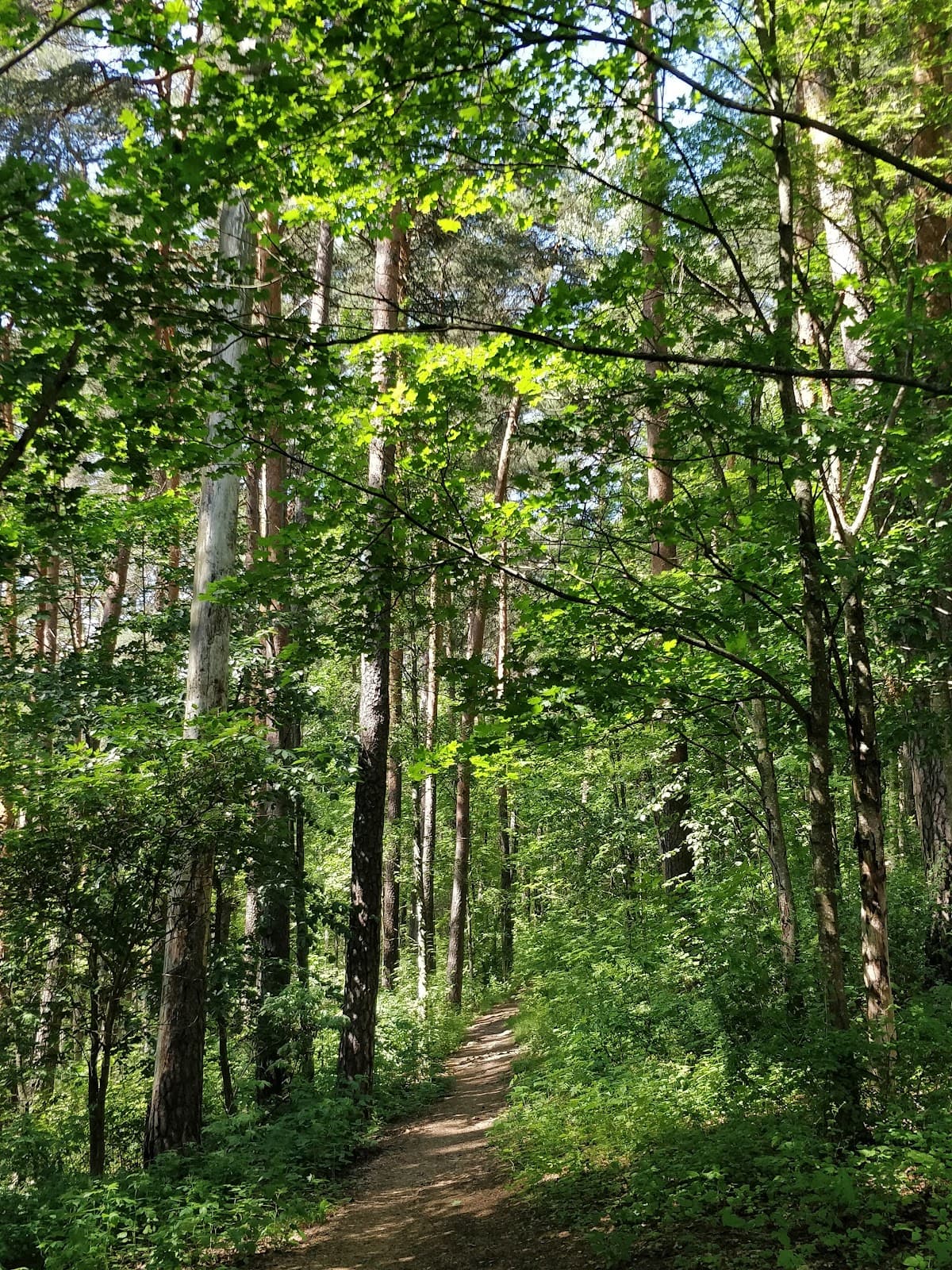 Pyynikki Park & Nature Reserve - Image 1