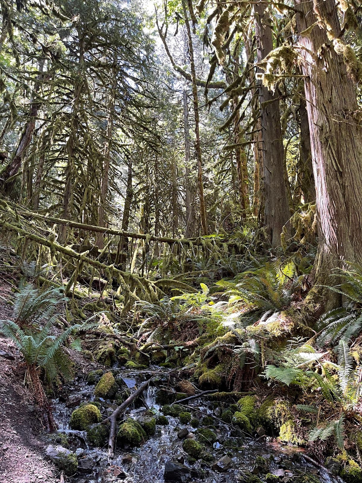 Teapot Hill Trail - Image 1